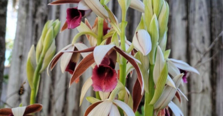 12 Orchids You Can Actually Grow Outdoors (Yes, Really!)