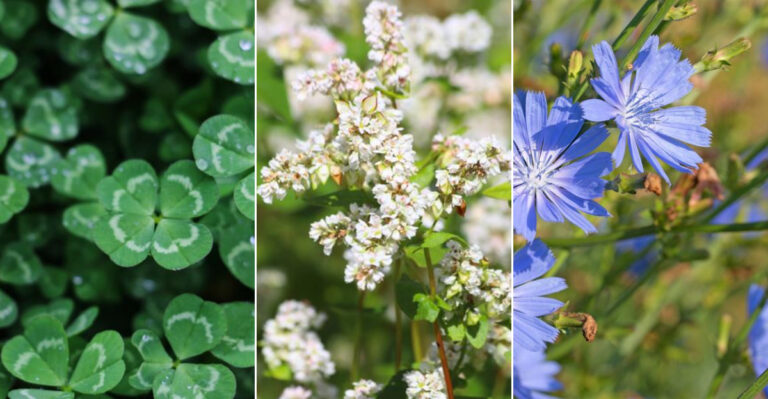 12 Plants That Can Completely Transform Your Soil (One Is Practically Magic)