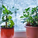 13 Common Winter Mistakes Damaging Your Houseplants (And Their Solutions)