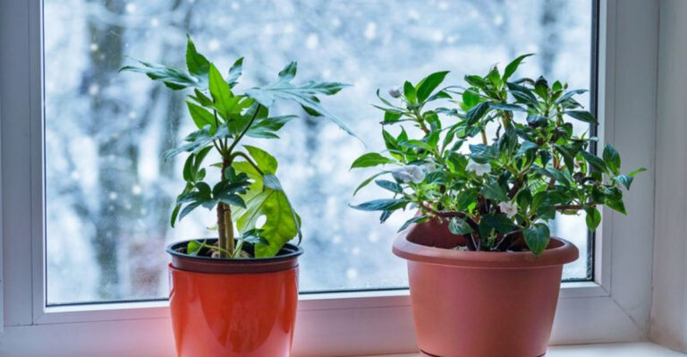 13 Common Winter Mistakes Damaging Your Houseplants (And Their Solutions)