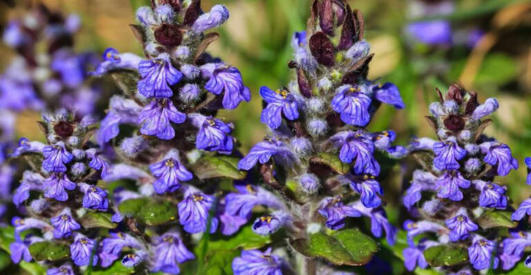 13 Groundcovers That Turn Tree Shade Into a Garden Haven