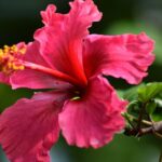 13 Perfect Partners for a Flourishing Hibiscus Garden