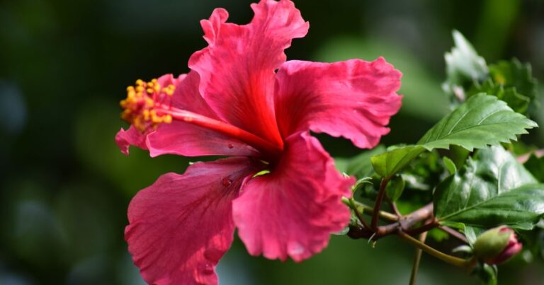 13 Perfect Partners for a Flourishing Hibiscus Garden
