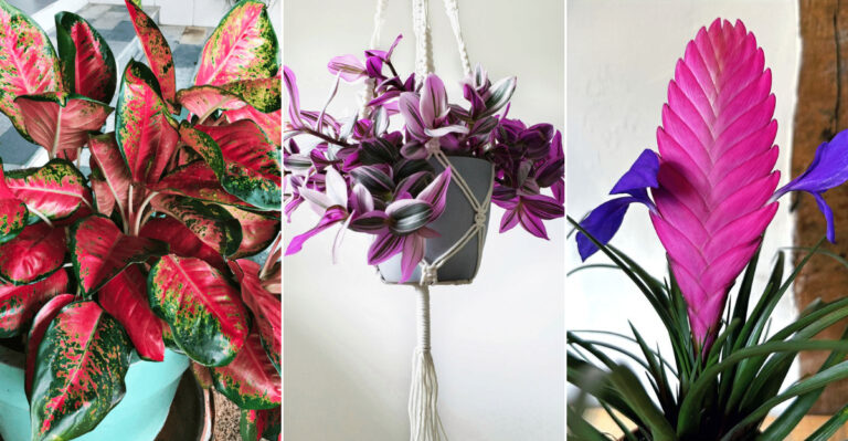 13 Colorful Houseplants That Instantly Brighten Any Room