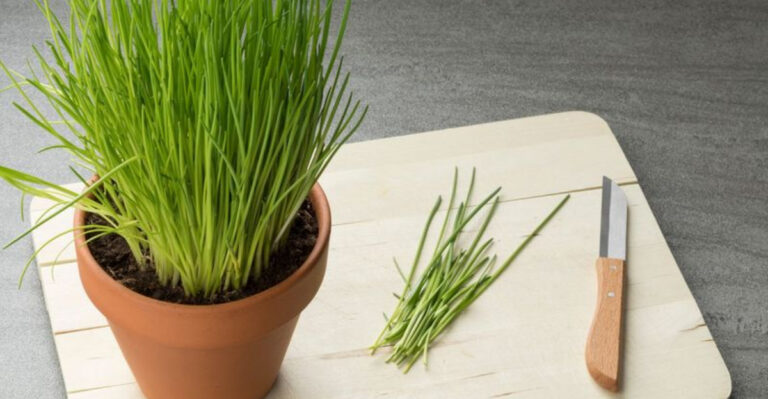 13 Essential Herbs That Thrive in Any Kitchen Garden