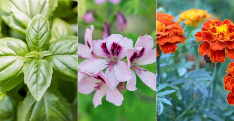 13 Garden Plants Wasps Can’t Stand – And Why You’ll Want Them in Your Yard