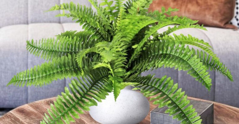 13 Houseplants That Hate When You Forget to Water