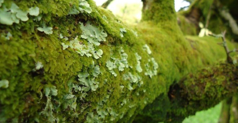13 Key Differences Between Lichen and Moss – And Why They Matter