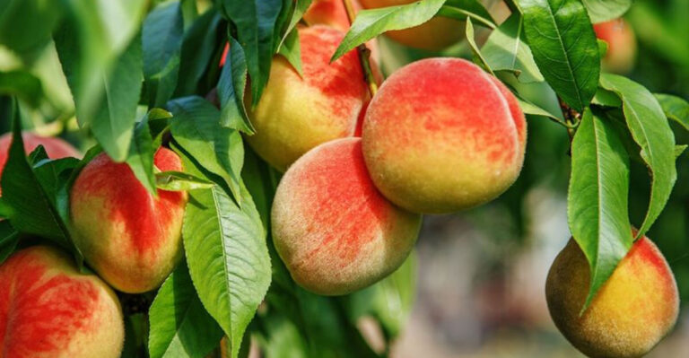 13 Easiest Fruit Trees to Grow for Sweet Homegrown Rewards