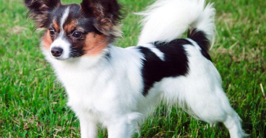 14 Adorable Dog Breeds That Will Always Look Like Puppies