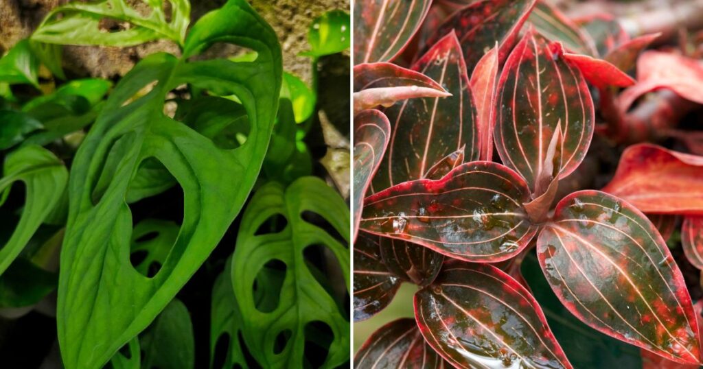 14 Extravagant Tropical Plants That Will Transform Your Greenhouse – If You Can Afford Them