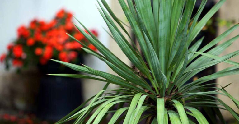 14 Easy Yucca Plant Care Tips for Lush, Low-Maintenance Greenery