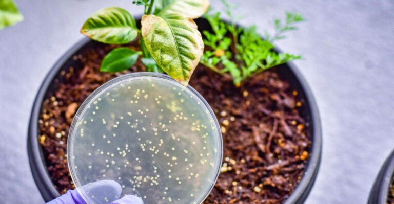14 Fascinating Facts About Soil – What It’s Made Of and Where It Comes From