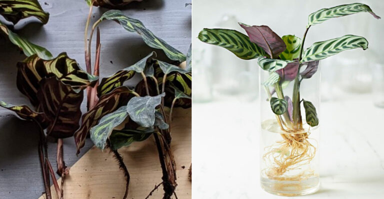 14 Key Facts About Growing Calatheas in Water