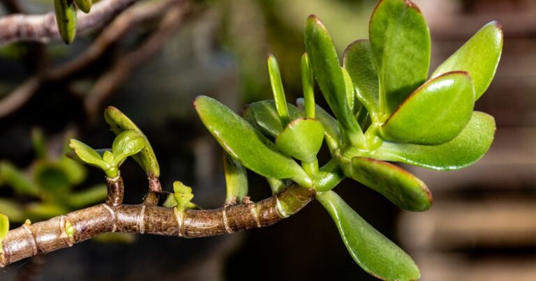15 Easy-to-Care-For Houseplants Perfect for Beginners