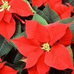 15 Fascinating Poinsettia Facts You Should Know