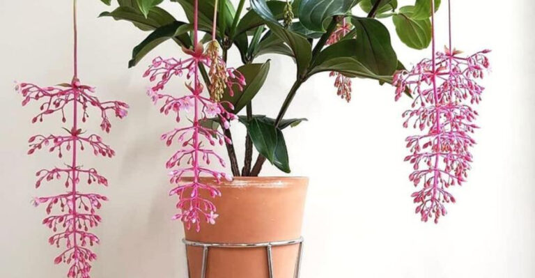 15 Hidden Gem Houseplants That Garden Experts Can’t Stop Collecting
