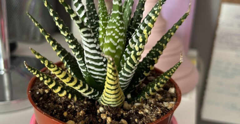 15 Houseplants That Thrive Without Fertilizer – Low-Maintenance and Lush
