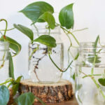 15 Indoor Plants You Can Try To Grow In Jars