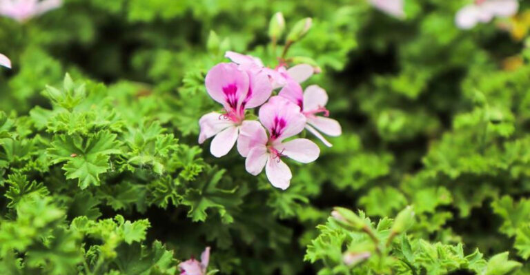 15 Plants That Repel Spiders From Your Garden
