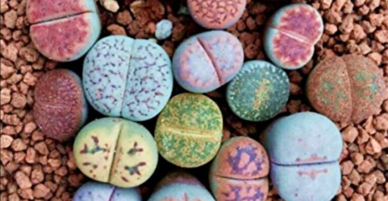 15 Playfully Named Succulents That Will Bring Fun and Whimsy to Your Plant Collection!