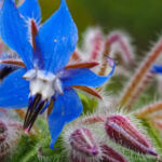 15 Reasons Why Borage Is a Must-Have for Every Garden