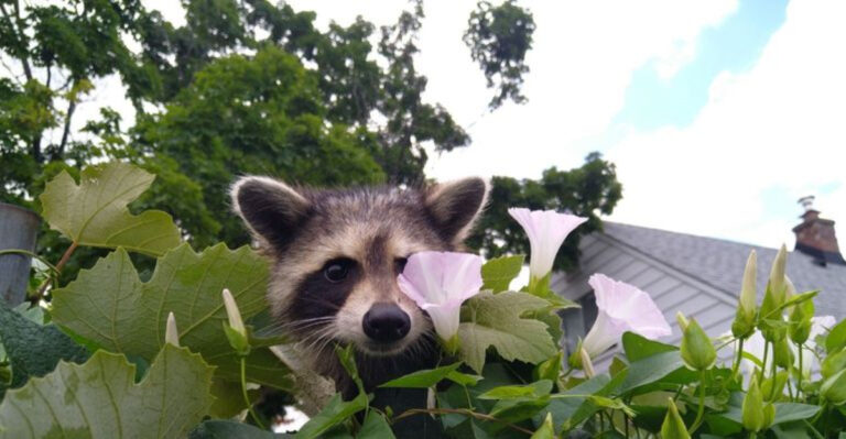 15 Unexpected Benefits of Having Raccoons in Your Yard