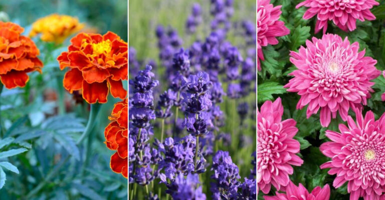 15 Wasp-Repelling Plants You’ll Want in Your Garden