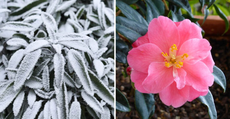 15 Hardy Winter Herbs and Flowers That Thrive Across America