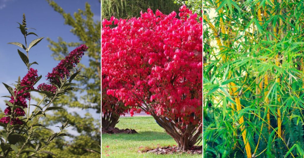 15 Shrubs That Cause More Trouble Than They’re Worth in Your Garden