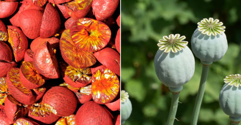 16 Illegal Plants You Didn’t Know You Couldn’t Grow