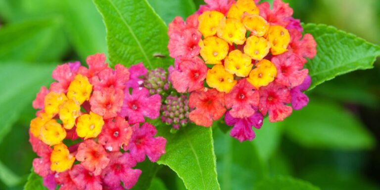 19 Flowers That Change Color Throughout the Season