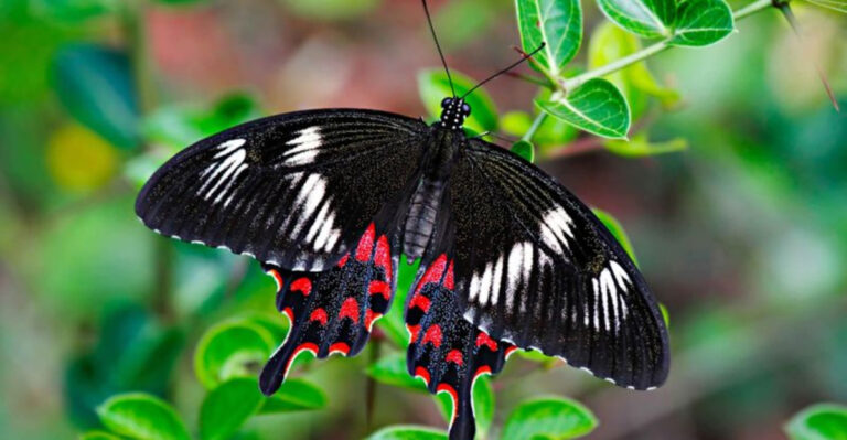 22 Vibrant Butterflies That Will Take Your Breath Away