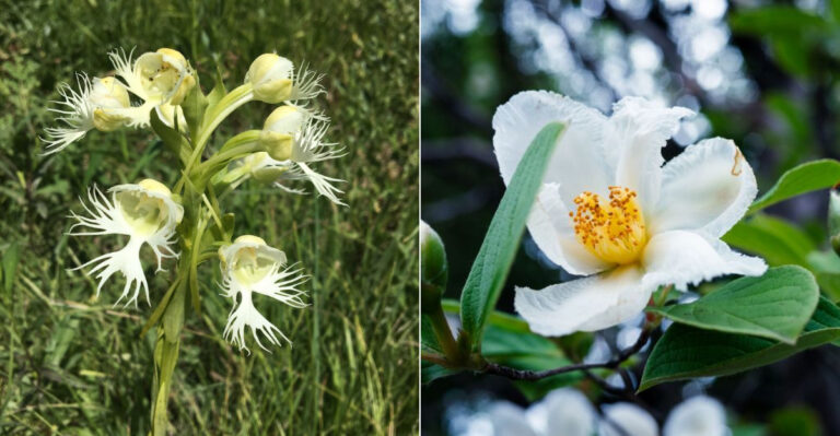 19 Rare Plants Brought Back from the Brink of Extinction