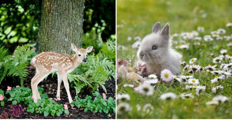 20 Deer and Rabbit-Resistant Perennials You’ll Fall in Love With