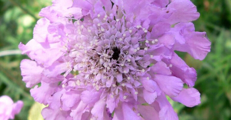 19 Flower Seeds To Plant In The Winter For A Beautiful Spring Garden