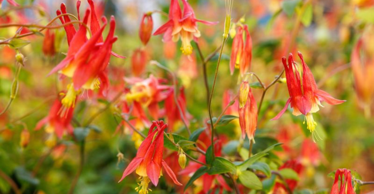 20 Native Plants That Thrive With Little to No Sun