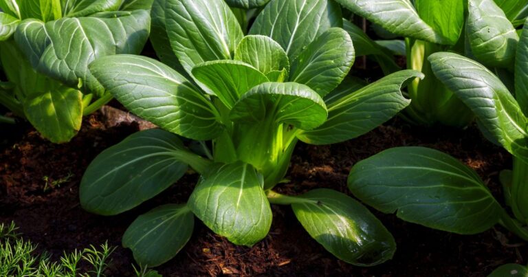 20 Shade-Tolerant Vegetables You Can Grow Without Full Sun