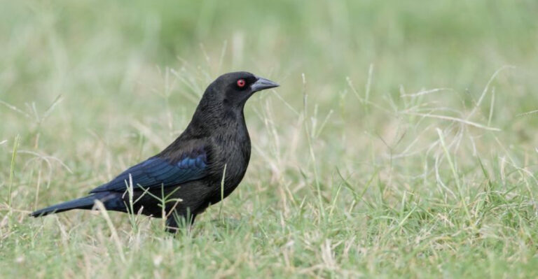 20 Striking Black Bird Species You Can Spot in the U.S. – Some May Visit Your Garden!