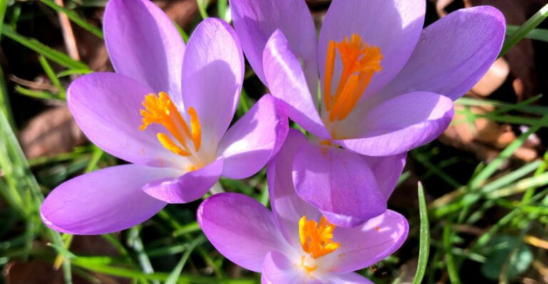 23 Flowers That Turn the Page to a Beautiful New Beginning