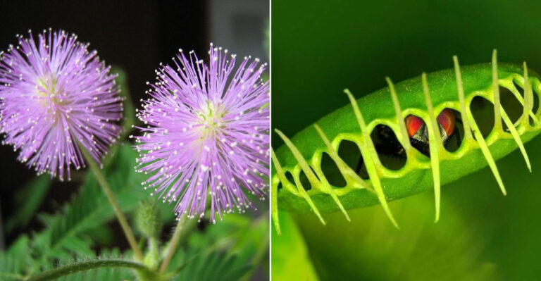 21 Incredible Plants That Behave Just Like Animals