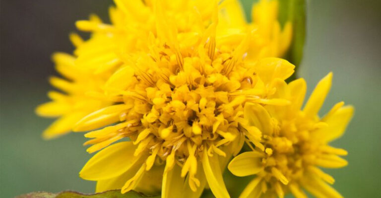 22 Showstopping Plants That Thrive Where Others Struggle