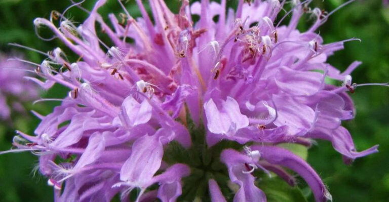 22 Wildflowers That Practically Grow Themselves and Still Look Amazing