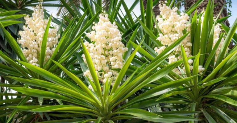 23 Breathtaking Tall Plants That Make Any Yard Stand Out