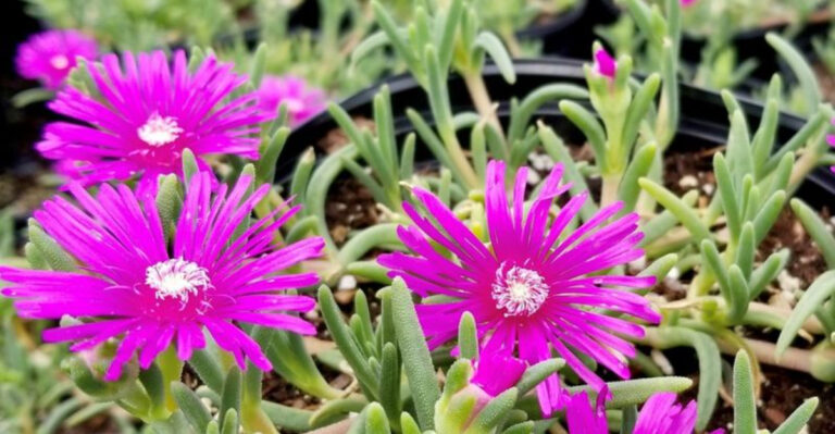 23 Gorgeous Flowering Succulents That Thrive on Minimal Attention