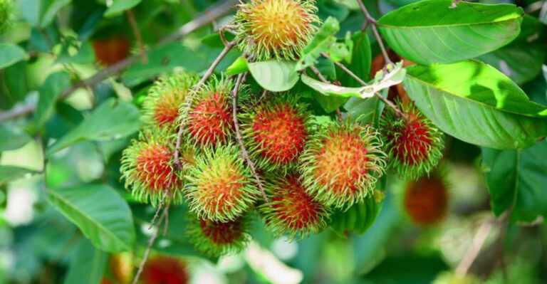 Turn Your Backyard Into an Exotic Fruit Haven With 23 Rare Hidden Gems