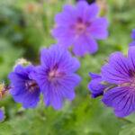 24 Flowering Perennials That Can Be Neglected And Still Thrive