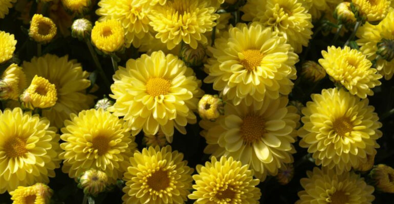 25 Powerful Plants That Naturally Repel Pests and Protect Your Garden