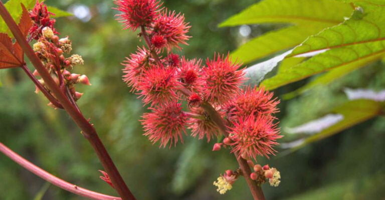 25 Incredible Plants That Repel Raccoons and Protect Your Yard