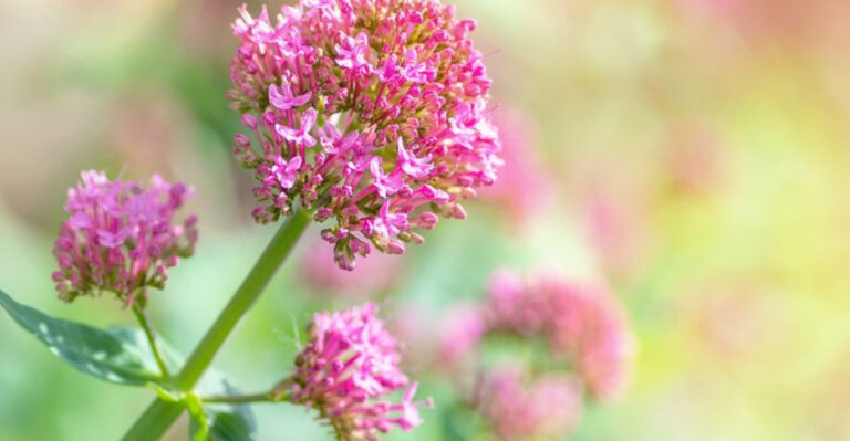28 Serene Plants That Fill Your Home With Calm and Clarity